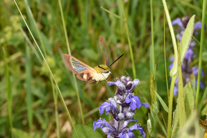 Ein Hummelschwärmer fliegt von Blüte zu Blüte.
