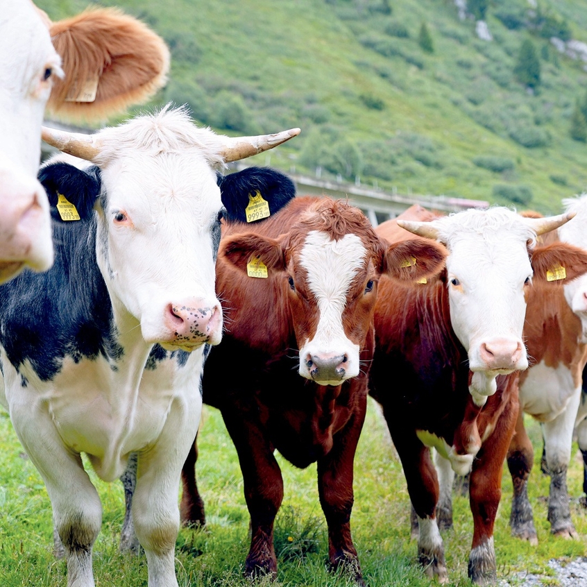 Weidetiere auf der Alm