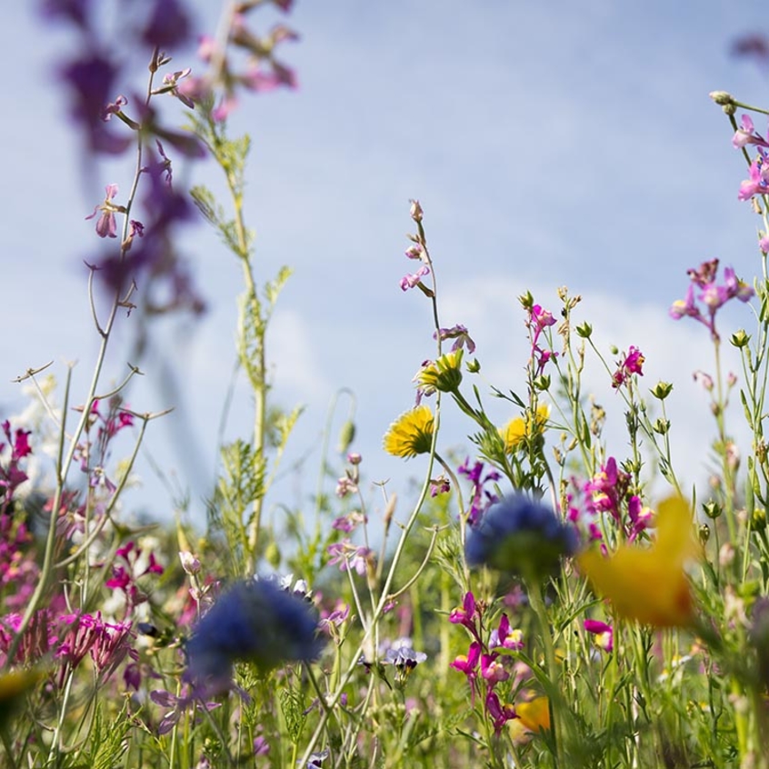 Blumenwiese